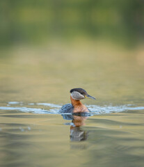 USA, Washington State. Adult Red-necked Grebe (Podiceps grisegena) in breeding plumage on lake in Okanogan County.