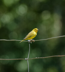 Pássaros Silvestres canario da terra na Serra da Mantiqueira nos galhos de arvore com fundo para natureza selvagem.