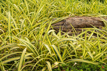 Yellow ornamental plants thai, Yellow-green leaves of Pandanus, Thai herbs.