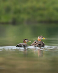 USA, Washington State. A Red-necked Grebe (Podiceps grisegena) chick rides atop parent during feeding on lake in Okanogan County.