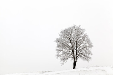 Fototapeta na wymiar deciduous tree without leaves in winter