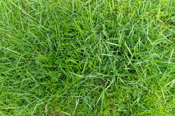 Green grass background texture,  Green lawn texture background, top view.