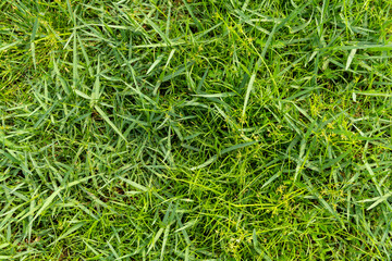 Green grass background texture,  Green lawn texture background, top view.