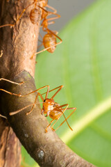 Fire ant on branch in nature green background, Life cycle