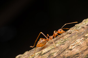 Fire ant on branch in nature green background, Life cycle