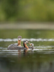 USA, Washington State. A Red-necked Grebe (Podiceps grisegena) parent feeds fish to a chick on a lake in Okanogan County.