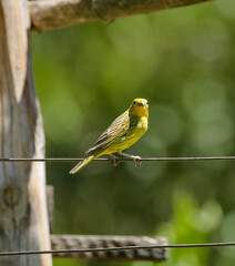 Vista de  Pássaros Silvestres na Serra da Mantiqueira realizada nesta sexta-feira (04), em Santo Antônio do Pinhal, SP.