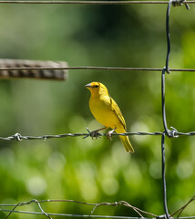 Pássaros Silvestres canario da terra na Serra da Mantiqueira nos galhos de arvore com fundo para natureza selvagem.