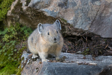 USA. Mt. Rainier National Park. American pika (Ochotona princeps).