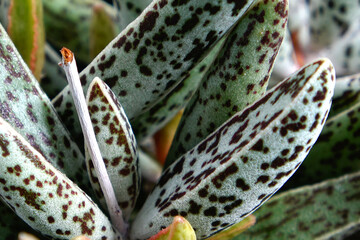 Closeup of rare succulent plant gasteria with black spots
