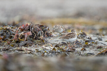 USA, Washington State. A Least Sandpipers (Calidris minutilla) forage and rest on a beach during fall migration. Makah Bay.