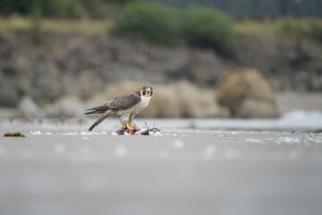 USA, Washington State. A Peregrine Falcon (Falco peregrinus) feeds on a kill. Makah Bay.