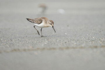 USA, Washington State. A Western Sandpiper (Calidris mauri) forages on a beach during fall migration. Makah Bay.