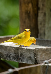 Casal Pássaros Silvestres na Serra da Mantiqueira nos galhos de arvore com fundo para natureza selvagem.