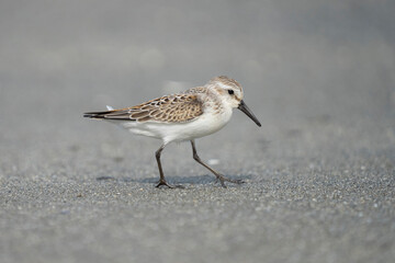USA, Washington State. A Western Sandpiper (Calidris mauri) forages on a beach during fall migration. Makah Bay.