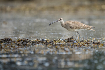 USA, Washington State. A Whimbrel (Numenius phaeopus) grabs a crab while foraging during fall migration. Neah Bay.