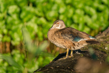 USA, Washington State. Juvenile male Wood Duck (Aix sponsa) roost on a log. Seattle.