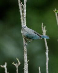 Vista de  Pássaros Silvestres na Serra da Mantiqueira realizada nesta sexta-feira (04), em Santo Antônio do Pinhal, SP.