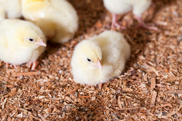 genetically enhanced white chicken chicks