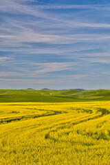 USA, Washington State, Palouse. Canola field in the town of Palouse.