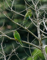 Casal Pássaros Silvestres na Serra da Mantiqueira nos galhos de arvore com fundo para natureza selvagem.