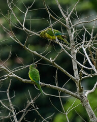 Casal Pássaros Silvestres na Serra da Mantiqueira nos galhos de arvore com fundo para natureza selvagem.