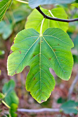 Lush green leaf of fig tree (Ficus carica), edible Mediterranean variety common as appetizer, healthy snack and dried fruit.