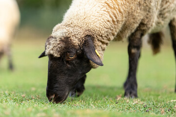 Portrait fo a free-range black head sheep grazing on a pasture outdoors