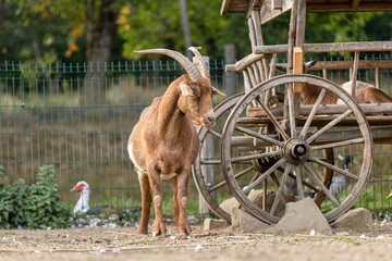 Rural farm scene: Portrait of a brown billy goat nearby a wooden wagon
