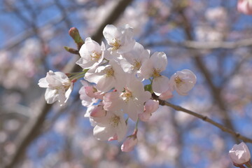 桜
