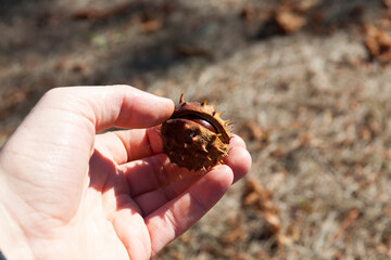 peeled chestnuts in the autumn