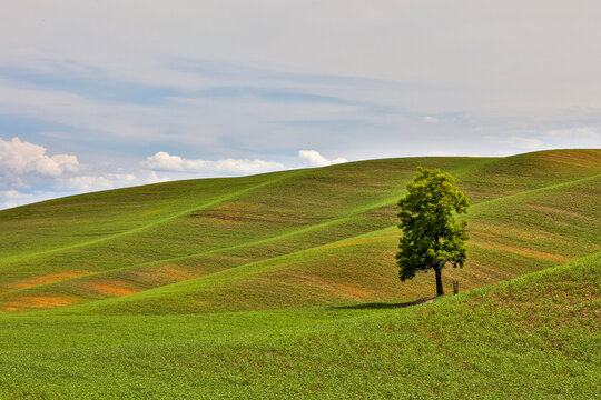 USA, Washington State, Palouse. Lone tree in the field in Colton.