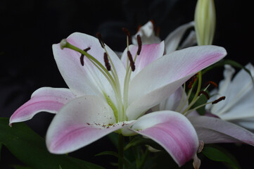 pink lily flower