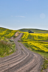 USA, Washington State, Palouse. Early morning light on a canola field in Colfax.