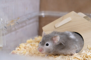 【ペット】ゴールデンハムスター・長毛【動物】