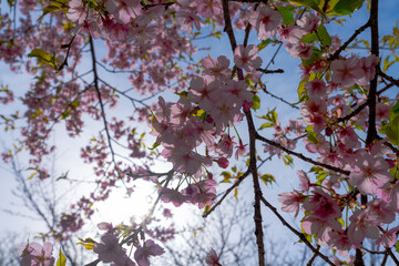 【春】早咲きの桜・開花【桜】