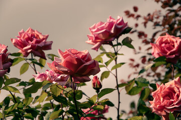 Pink roses in the sunset.