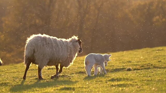 Baby Lambs with mother at golden hour, early spring UK