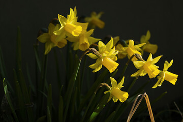 yellow daffodils on black