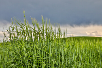 Obraz premium USA, Washington State, Palouse. Storm clouds advancing over Pullman.
