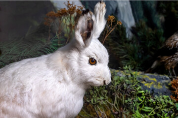 Mountain hare in the Alps