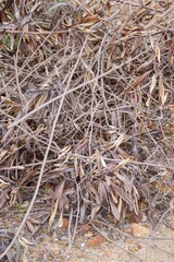 dry leucaena glauca plant in nature garden