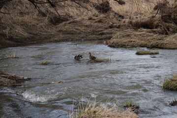 Ducks In Stream
