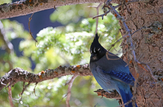 Blue Cardinal on the tree  - Rocky Mountains National Park, Colorado