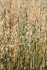 green and yellow oats