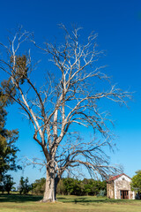 Fototapeta na wymiar Argentina, dead tree in the Argentinean Pampa