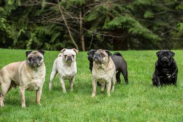Redmond, Washington State, USA. Portrait of five Pugs. 
