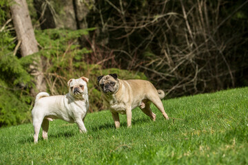 Redmond, Washington State, USA. Portrait of a white Pug and fawn Pug. 