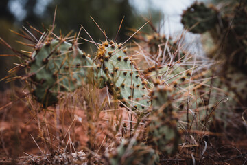 Prickly Pear Cactus