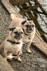 Redmond, Washington State, USA. Two fawn Pugs posing by the Sammamish river in Marymoor Park. 